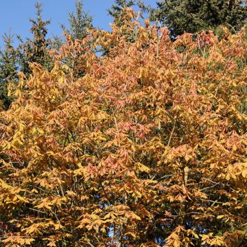 Marronnier d'ornement Autumn Fire - Aesculus neglecta