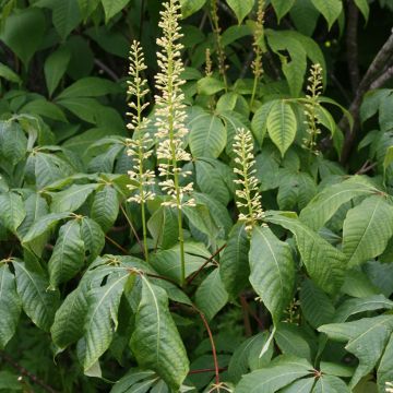 Aesculus parviflora - Pavier blanc