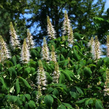 Pavier blanc - Aesculus parviflora