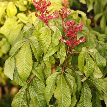 Aesculus pavia Koehnei - Pavier rouge