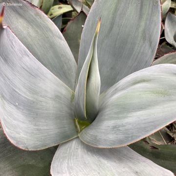 Agave potatorum