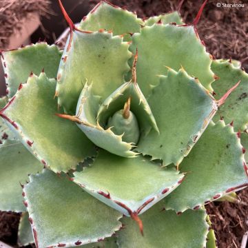 Agave potatorum