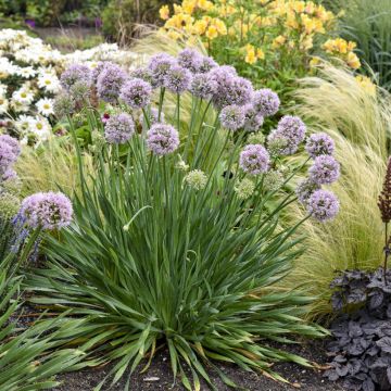 Ail d'ornement - Allium Lavender Bubbles