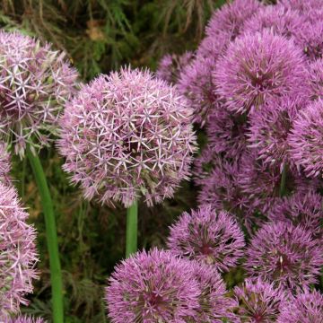 Ail d'ornement - Allium Universe