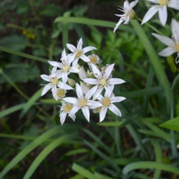 Allium sikkimense