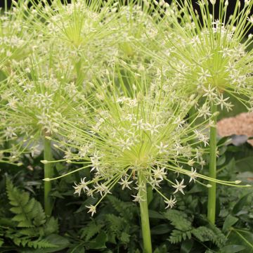Ail d'ornement - Allium schubertii Spider