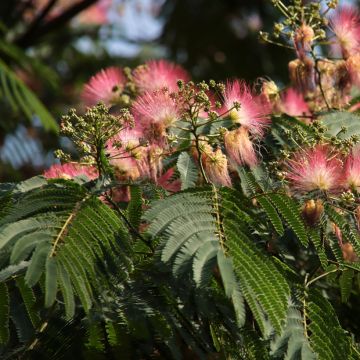 Albizia julibrissin Ombrella - Arbre de soie