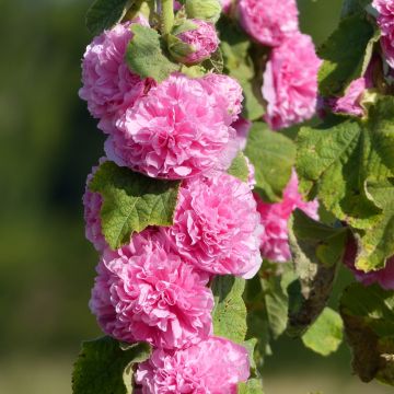 Rose trémière Chater’s Double en mélange - Alcea rosea