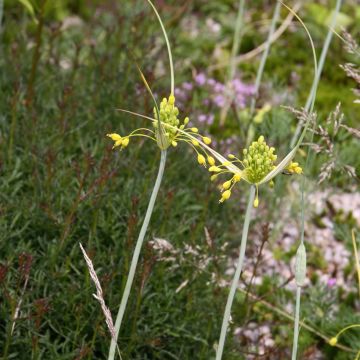 Allium flavum - Ail jaune