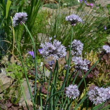 Allium flavum - Ail d'ornement jaune