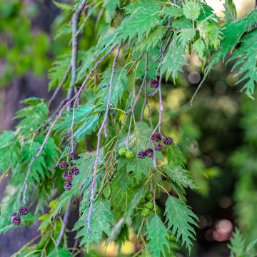 Aulne blanc - Alnus incana