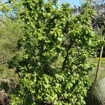 Aulne blanc - Alnus incana Monstrosa