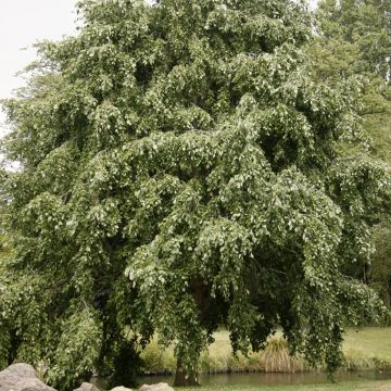 Aulne blanc - Alnus incana