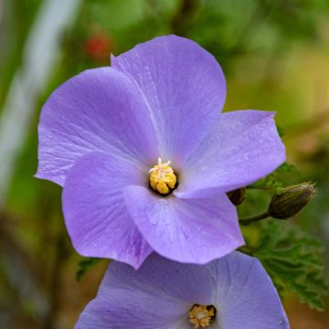 Alyogyne huegelii - Hibiscus bleu d'Australie