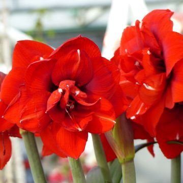 Amaryllis Double King - Hippeastrum