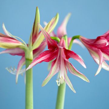 Amaryllis Sumatra -  Hippeastrum Cybister