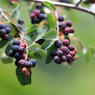 Amelanchier alnifolia GreatBerry Fruity