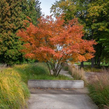 Amelanchier canadensis October Flame - Amélanchier du Canada