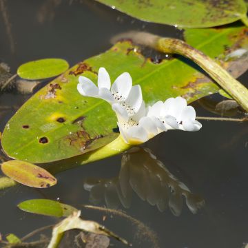 Aponogeton  distachyos - Aponogeton odorant