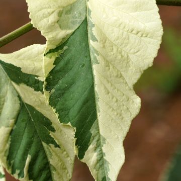 Aralia elata Silver Umbrella (Variegata) - Angélique en arbre