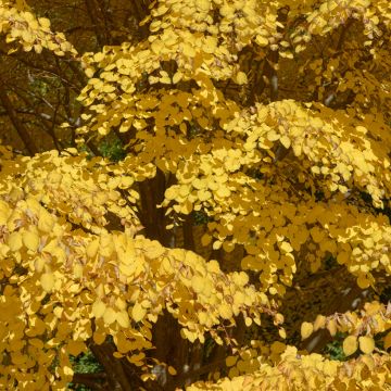 Arbre à caramel - Cercidiphyllum japonicum