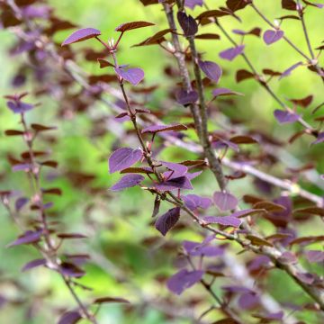 Arbre au caramel - Cercidiphyllum japonicum Rotfuchs