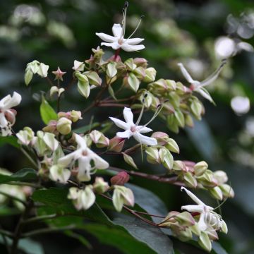 Arbre du clergé Fargesii - Clerodendrum trichotomum Fargesii