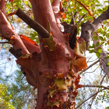 Arbutus andrachne - Arbousier de Chypre.