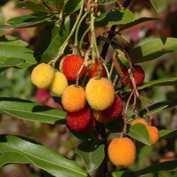 Arbutus unedo Roselily - Arbousier