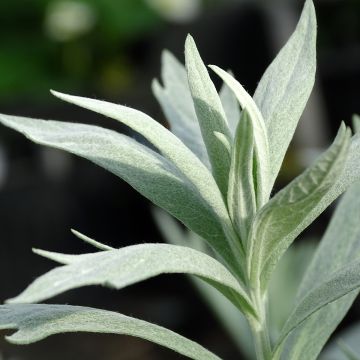 Armoise chinoise / annuelle, plant d'Artemisia annua à planter