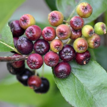 Aronia prunifolia Nero - Aronie à gros fruits.