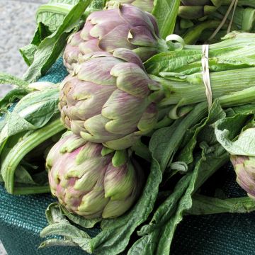 Artichaut Violet de Provence en godet - Cynara scolymus