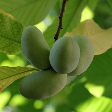 L'Asiminier, un arbre fruitier rare et prometteur