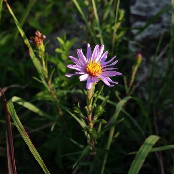 Aster à feuilles de sedum - Aster sedifolius