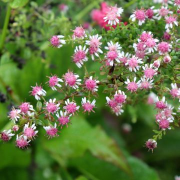 Aster lateriflorus Horizontalis - Aster d'automne