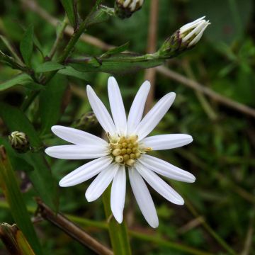 Aster tradescantii