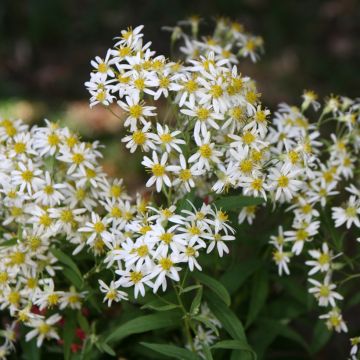 Aster umbellatus Weisser Schirm - Aster en ombelles