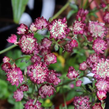 Astrance - Astrantia major Moulin Rouge