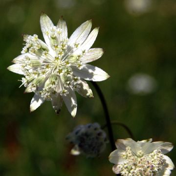 Astrantia major - Grande Astrance