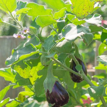 Aubergine Black Beauty BIO