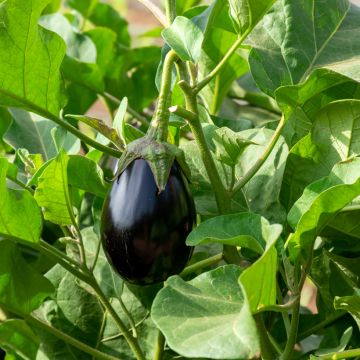 Aubergine Bonica F1 en plants GREFFES - Plante-aux-œufs