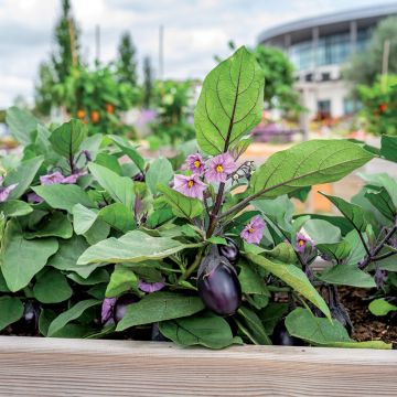 Aubergine Patio Baby F1 en plant