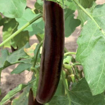 Aubergine Violet Knight F1 en plant