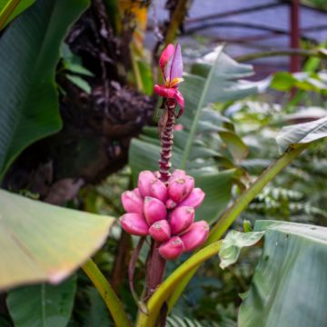 Bananier à fleurs roses - Musa velutina