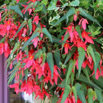 Begonia boliviensis Santa Cruz - Bégonia retombant