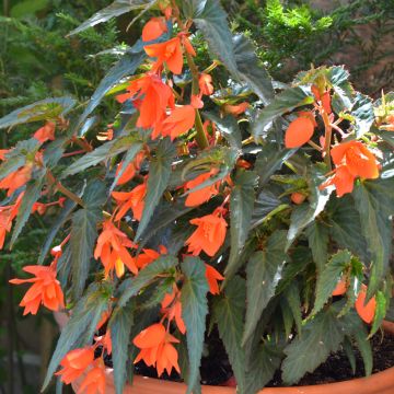 Begonia retombant Summerwings Orange