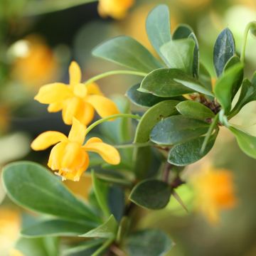 Berberis buxifolia Nana - Epine-vinette à feuilles de buis