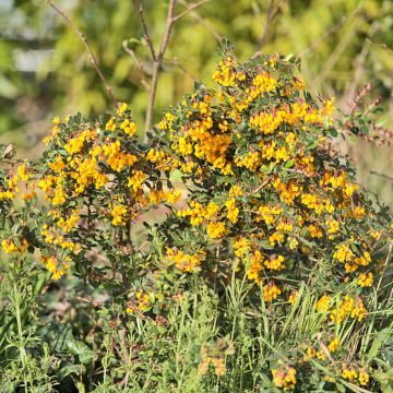 Berberis darwinii Compacta - Épine-vinette