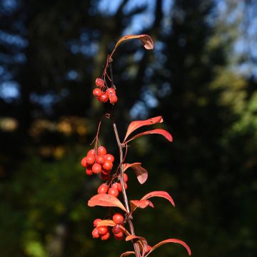 Berberis darwinii - Epine-vinette de Darwin.