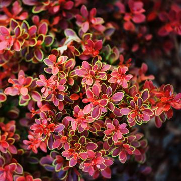 Berberis thunbergii Admiration® - Epine-vinette